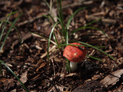 [Small button-top mushroom with a red top and a white stem.]